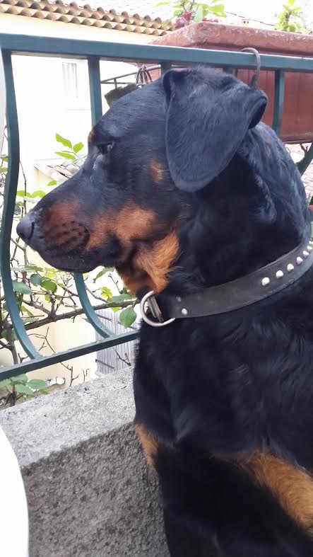 chien beauceron pure race domainedelalicorne.fr